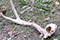 Stephanie Burke: birdseed-encrusted bones, before and after wildlife assault