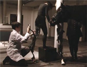 Prompt video, courtesy of Caroline Picard May the Horse Live in Me