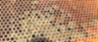 Starved bees. Photo, Jared Watkins, via honeybeesuite.com Starved bees
