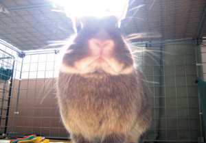 Dusty Bunnyfield vs. Molotovia Cottontail